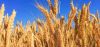 Agricultural Wheat Grain for Food Processing Companies