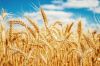 Agricultural Wheat Grain for Global Trade Supply