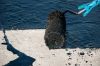 Export Grade Bitumen f...