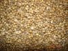 Best Coriander Seeds