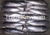 bonito, Frozen Eastern Tuna, Frozen Tuna Loin, yellow tuna fish