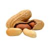 100% natural Various size  delicious peanuts wholesale delicious raw groundnuts packing in bags ground nut peanuts in shell
