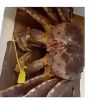 alaskan king crab fat delicious seafood frozen crab legs live canadian red king crabs style packaging alaskan king crab