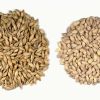  Organic Hulled Barley Grain (4.8lb) - Whole Barley Groat Seed Bulk - Great for Soup, Flour, Cereal, Home Brewing,