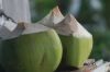 Coconut