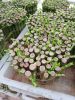 BIG 2-3 layers tower lucky bamboo natural evergreen ornamental plants