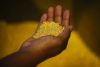 Gold Nuggets and Bars