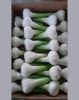 Premium Fresh Garlic