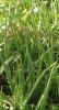 Aloe Vera Pure Extract...