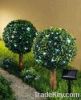 solar garden light