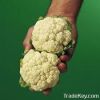 Baby Cauliflower