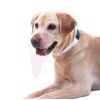 Pet/Dog/Cat GPS tracke...