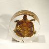 amber of brazilian tur...