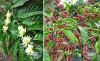  Export Arabica Coffee Beans | Arabica Coffee Bean Importer | Arabica Coffee Beans Buyer | Buy Arabica Coffee Beans | Arabica Coffee Bean Wholesaler | Arabica Coffee Bean Manufacturer | Best Arabica Coffee Bean Exporter | Low Price Arabica Coffee Beans | 