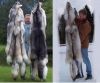 Fur Pelts Mink, Sable,...
