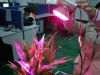 LED grow light--E27