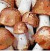 Agaricus Brunnescens