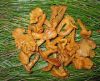 Brined Chanterelle