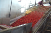 Vegetable And Fruit Wa...