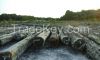 Logs, Piles, Rough Saw...