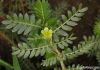 Tribulus Terrestris Ex...