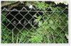 chain link fence