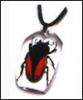 Insect amber jewelry-P...