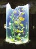Acrylic tunnel tank, A...