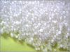 Sodium hydroxide caust...