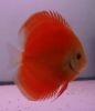 Discus Fish for sale