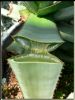 Aloe Vera gel, Aloe Ve...