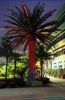 PHOENIX CANARIENSIS WI...