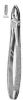 Tooth Forceps