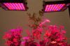 led grow light/ led pl...