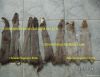 Squirrel Pelts Dressed...