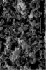 Nano TiO2