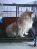 Pet Cages