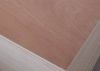 Bintangor  Plywood