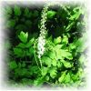 sell Black Cohosh Extr...