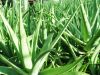 Sell High Quality Aloe...