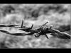 Barbed Wire (factory I...