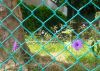 Chain Link Fence in Ga...