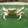 Gold-plated crab ecolo...