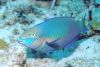 Parrotfish, Slipper lo...