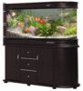 fish aquarium