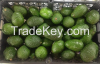 Avocado Mexican - Good Offer