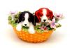 Lovely Dog Flower Bask...