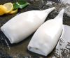 Frozen Todarodes Squid