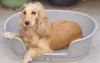 heated plastic beds fo...