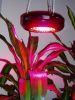 CTG-01 90W UFO LED Gro...